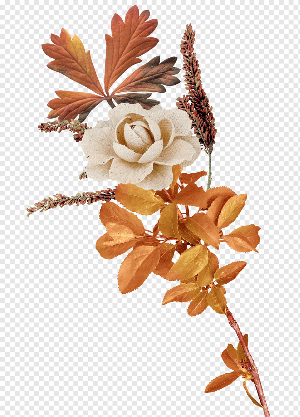 Picture of: Autumn flowers png images  PNGWing