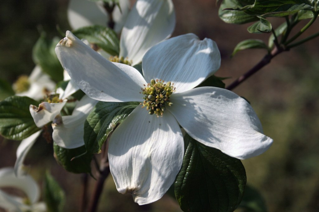 Picture of: Bradford Pears NOT!!!!! — Dogwoods  Rosedale Gardens