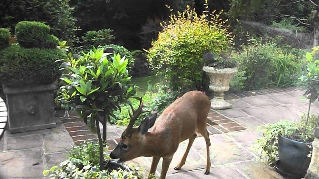 Picture of: Deer eating my mums plants lool – YouTube
