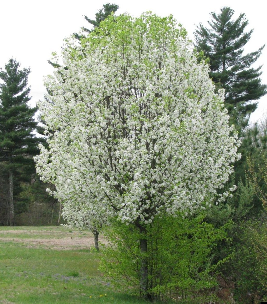 Picture of: Species Spotlight: Bradford Pear and Flowering Dogwood – Wallkill